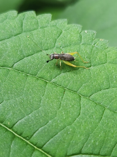 Photo of Red-headed Bush Cricket (Phyllopalpus pulchellus)