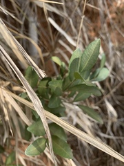 Ochna barbosae