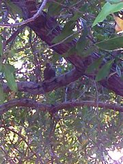 Melanerpes