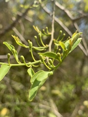 Olax dissitiflora
