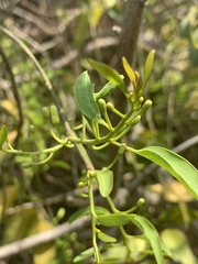 Olax dissitiflora