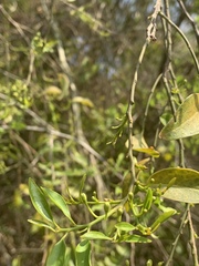 Olax dissitiflora
