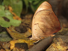 Catonephele numilia esite