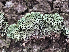 Hypogymnia incurvoides