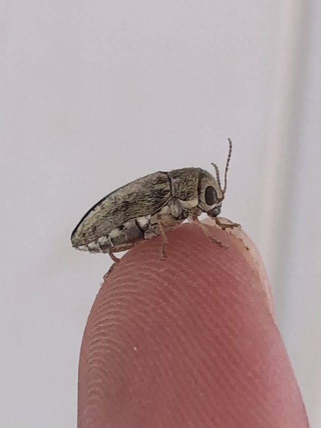 Glyptoscelimorpha marmorata