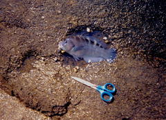 Halichoeres notospilus