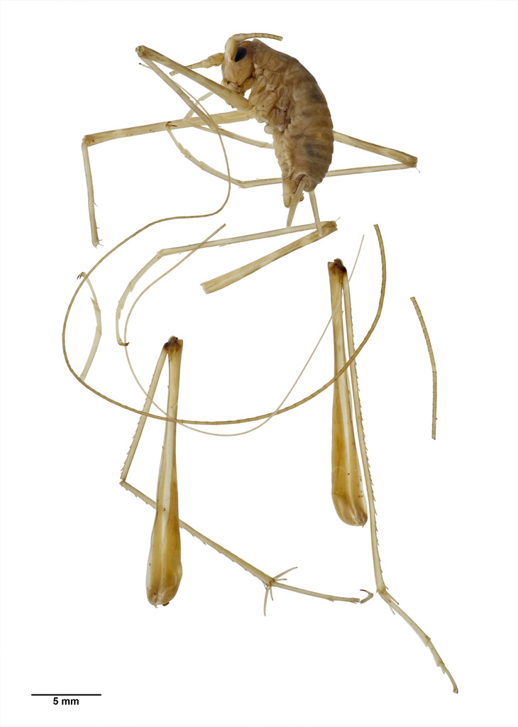 Pallidoplectron