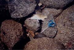 Lutjanus argentiventris