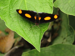 Catonephele numilia esite