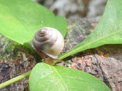 Helicina arenicola