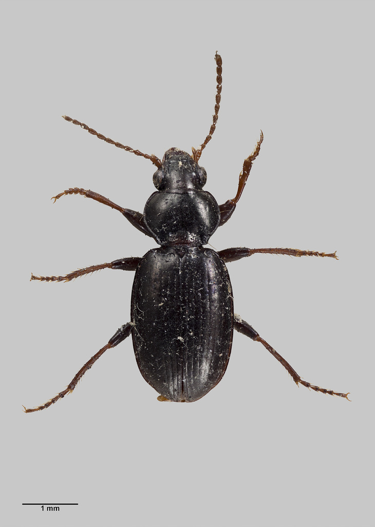 Mecyclothorax otagoensis