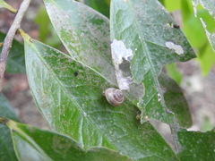Helicina arenicola