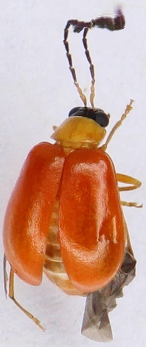 Monolepta xanthodera