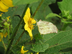 Lieinix nemesis atthis