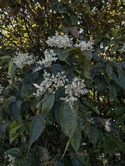 Miconia dolichorrhyncha, photograph David A. Rodríguez Arias, CC BY, iNaturalist via GBIF