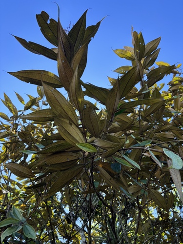Miconia dolichorrhyncha, photograph 5