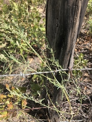 Chenopodium cycloides