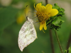 Lieinix nemesis atthis