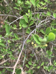 Erythroxylum delagoense