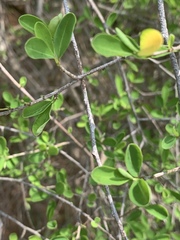 Erythroxylum delagoense