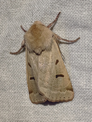 Dichagyris variabilis