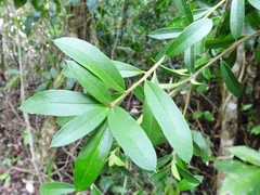 Bonellia albiflora