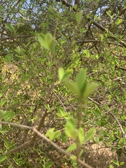 Erythroxylum delagoense