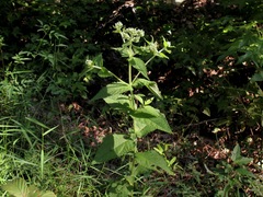 Eupatorium × truncatum