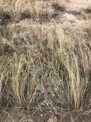 Oenothera cinerea cinerea