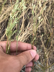 Oenothera cinerea cinerea
