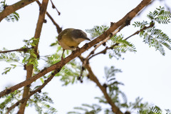Apalis flavida