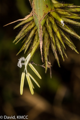 Cathariostachys capitata