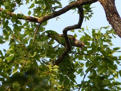 Poicephalus fuscicollis suahelicus