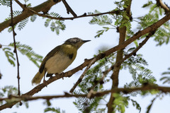 Apalis flavida