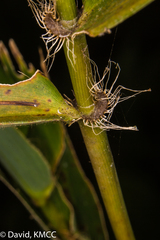 Cathariostachys capitata