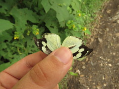 Lieinix nemesis atthis