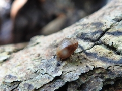 Leptarionta