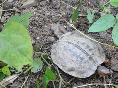 Rhinoclemmys pulcherrima rogerbarbouri