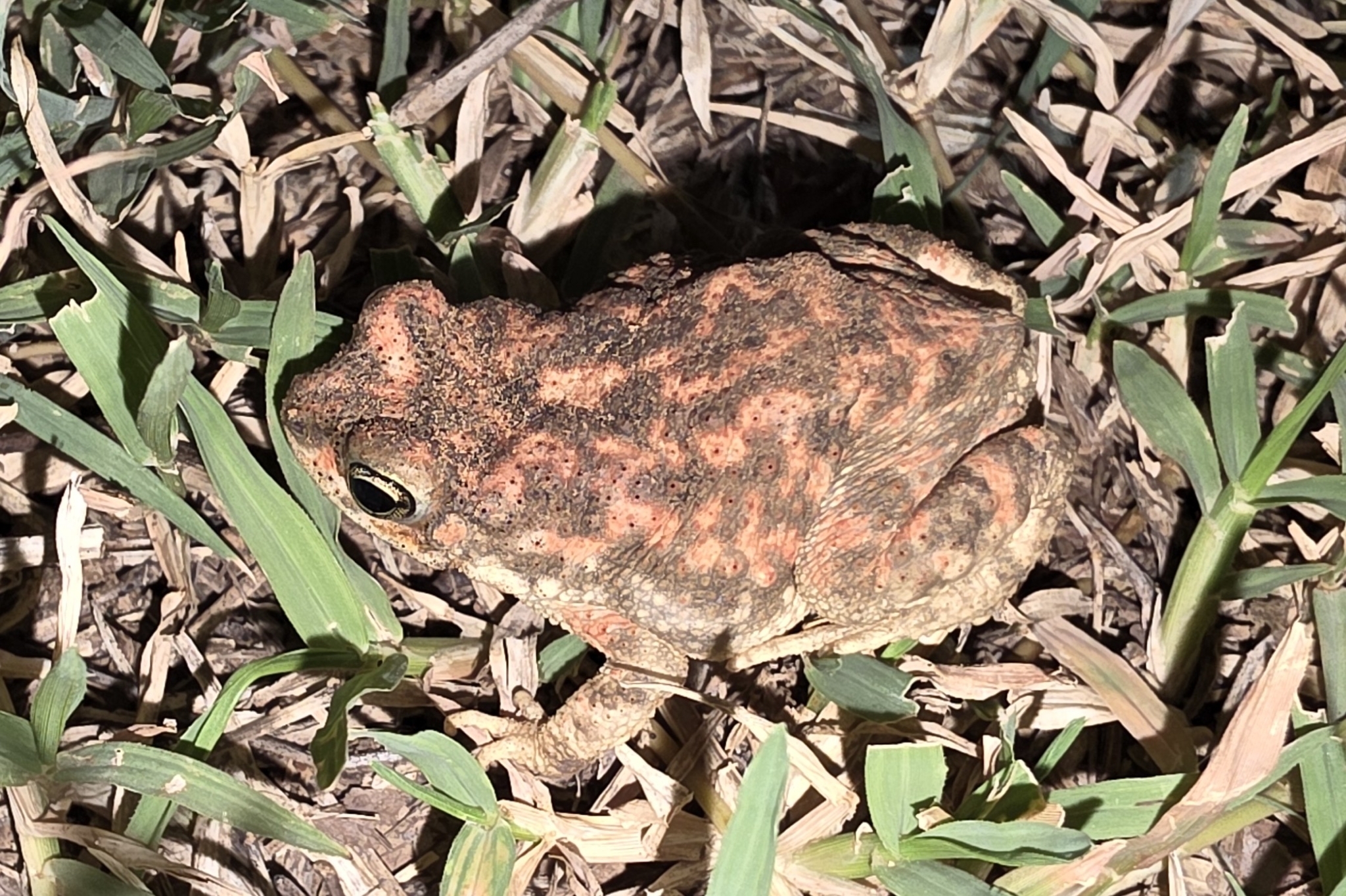 Dwarf True Toad