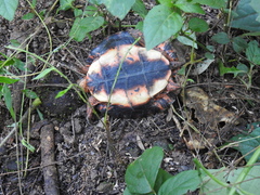 Rhinoclemmys pulcherrima rogerbarbouri