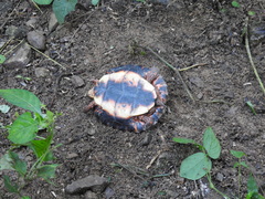 Rhinoclemmys pulcherrima rogerbarbouri