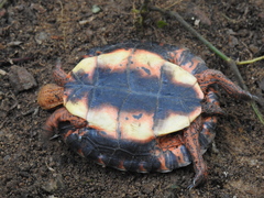 Rhinoclemmys pulcherrima rogerbarbouri