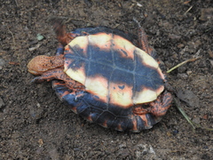 Rhinoclemmys pulcherrima rogerbarbouri