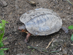 Rhinoclemmys pulcherrima rogerbarbouri