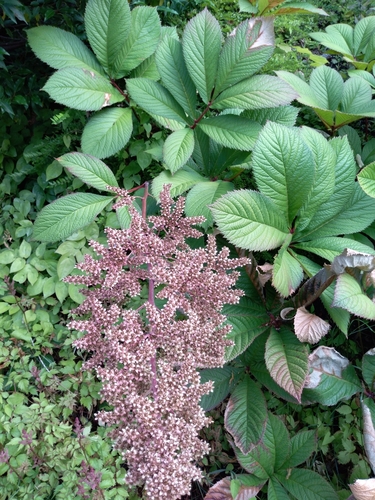 Petit Rodgersia 2