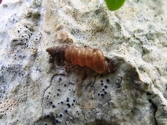 Microceramus concisus