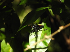 Protomydas rubidapex