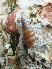 Microceramus concisus