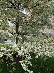 Cornus controversa