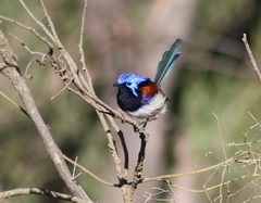 Malurus assimilis assimilis